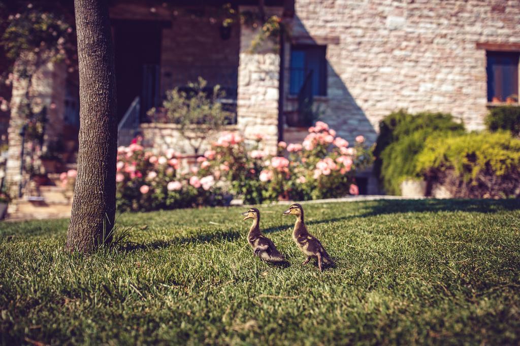 Agriturismo Casal San Sergio Fossombrone Eksteriør billede
