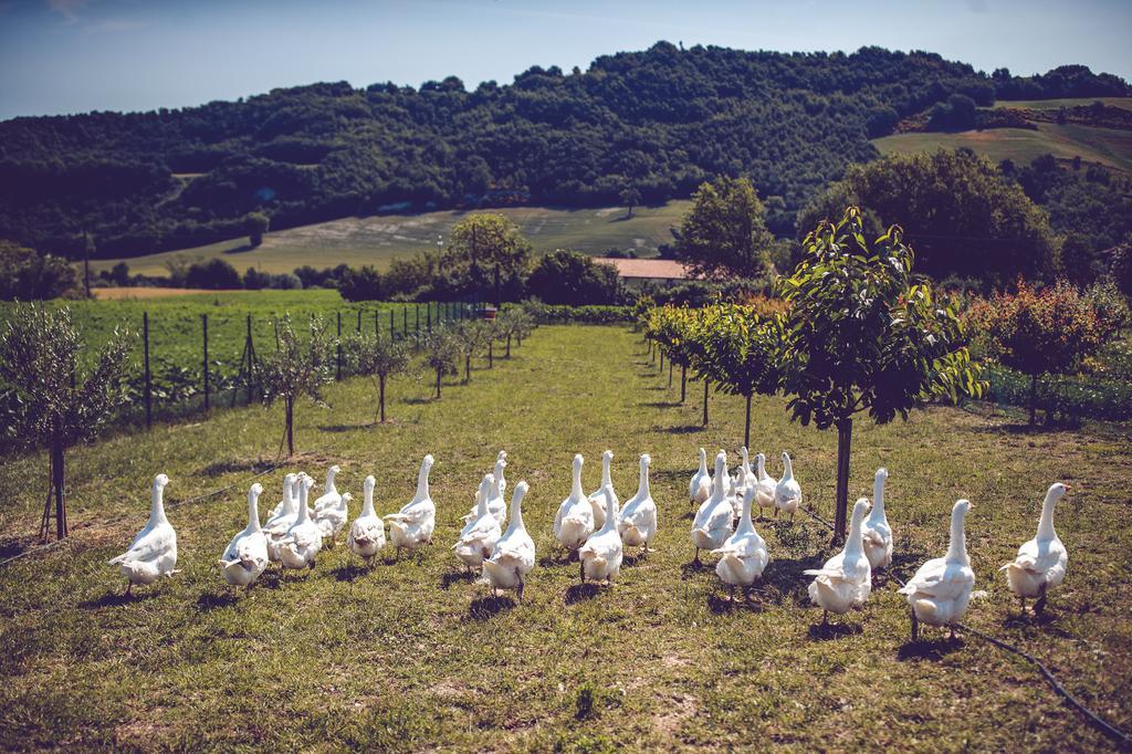 Agriturismo Casal San Sergio Fossombrone Eksteriør billede