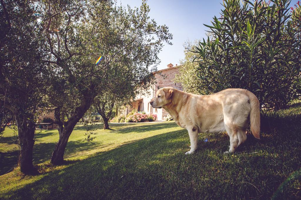 Agriturismo Casal San Sergio Fossombrone Eksteriør billede